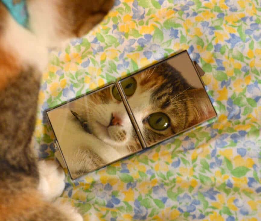 cat mirror